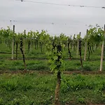 L'albara - Wines, Pool & Lantgård Villaganzerla