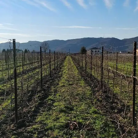 L'albara - Wines, Pool & Séjour à la ferme Villaganzerla