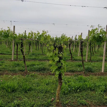 L'albara - Wines, Pool & Séjour à la ferme Villaganzerla