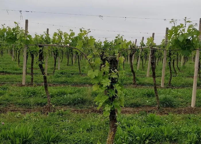 L'albara - Wines, Pool & Κατάλυμα σε φάρμα Villaganzerla