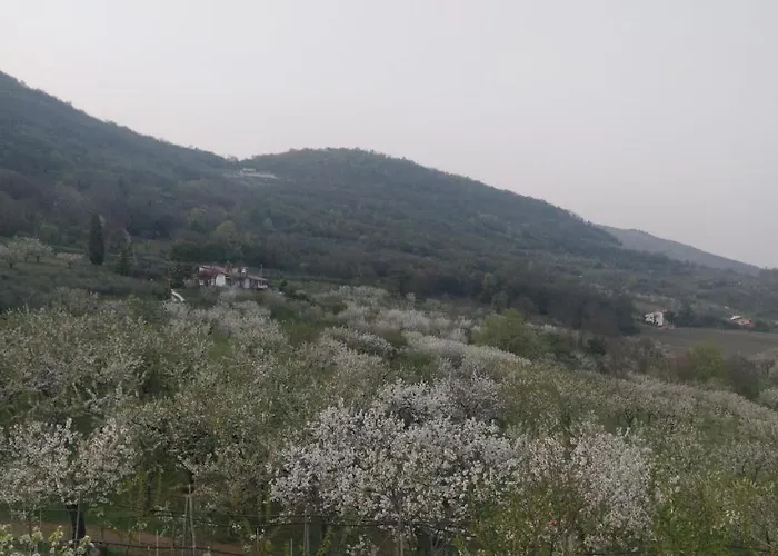 L'albara - Wines, Pool & * Villaganzerla
